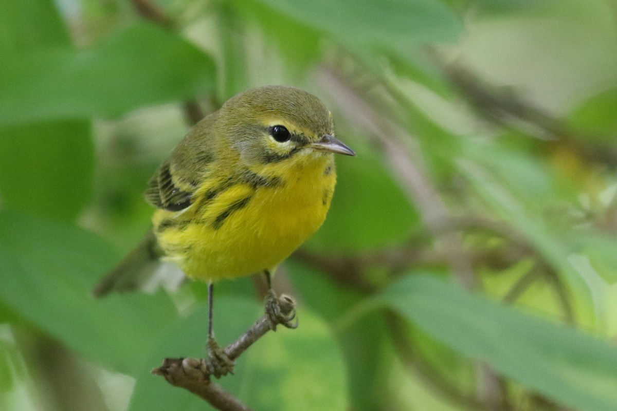 Prairie Warbler - ML623300411