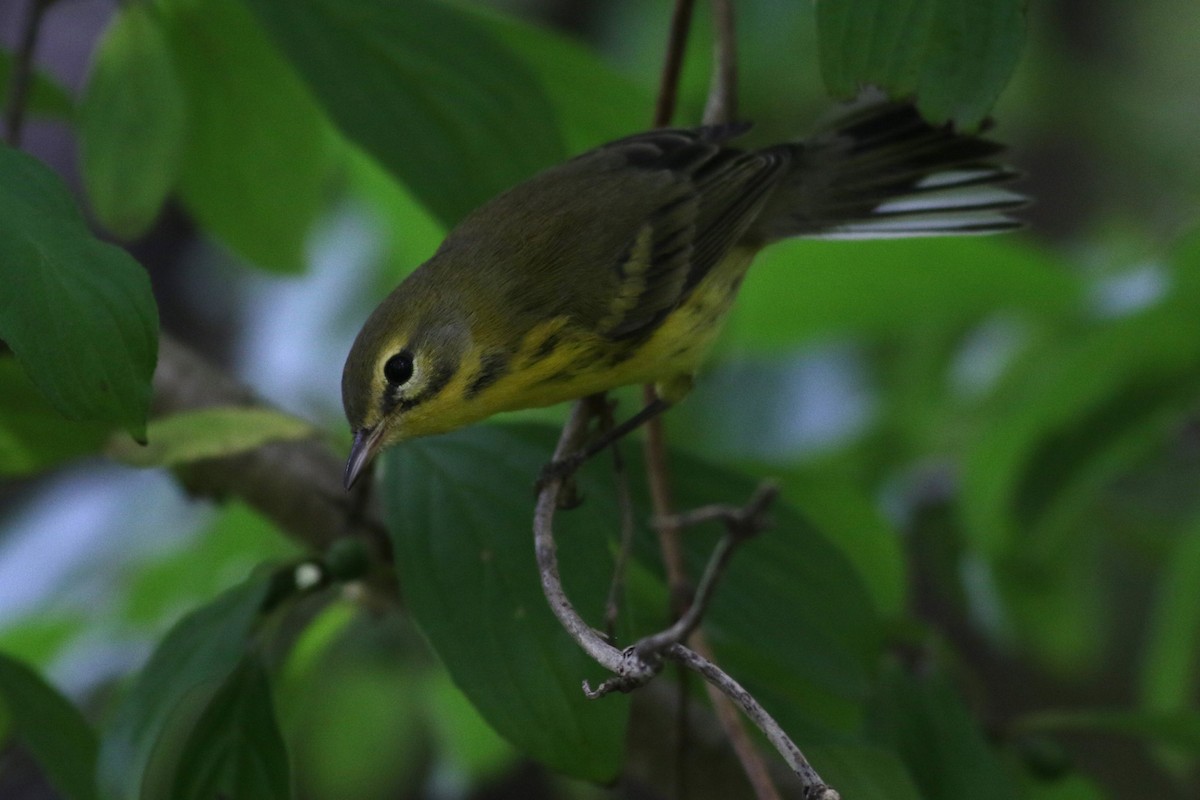 Prairie Warbler - ML623300412