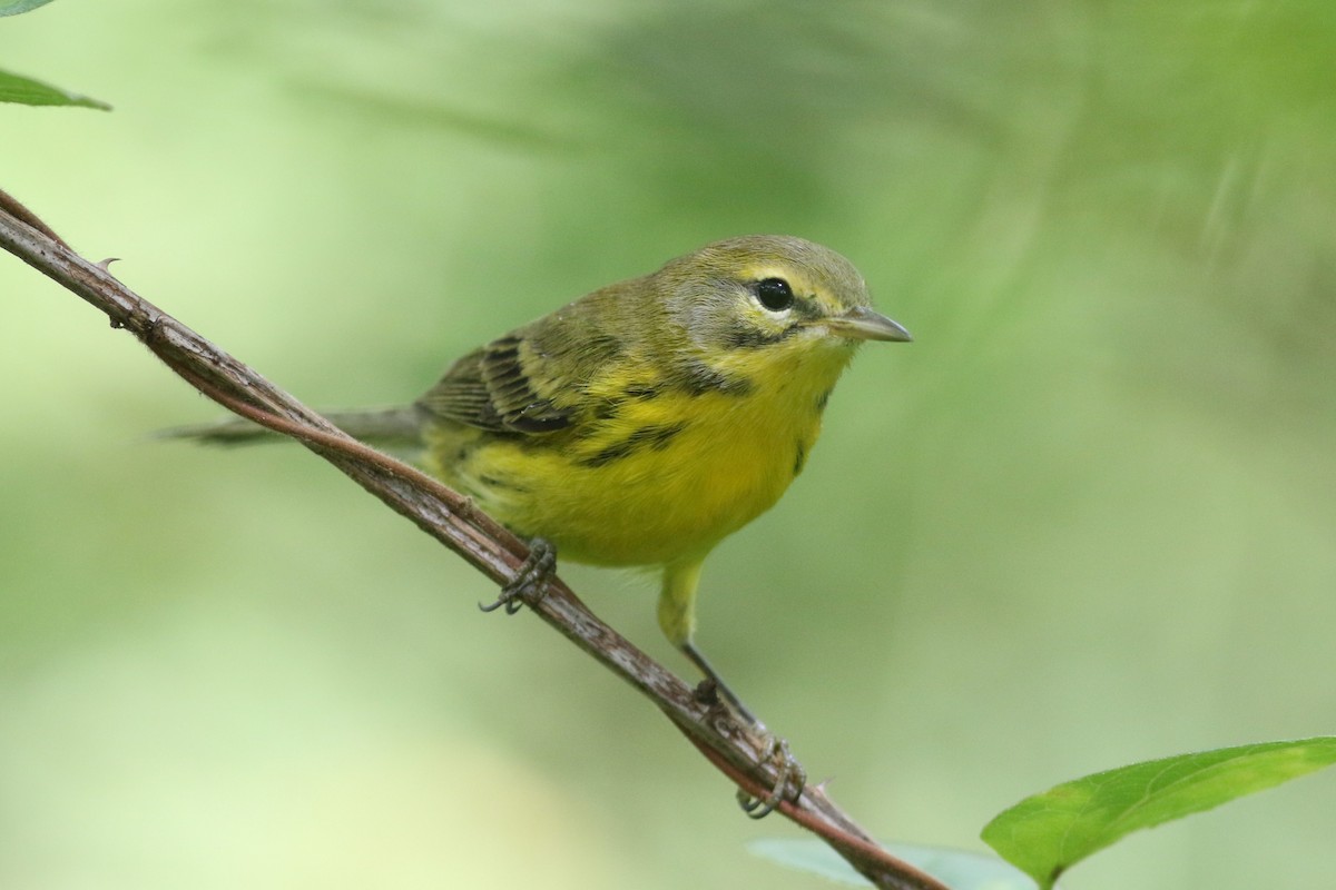 Prairie Warbler - ML623300413