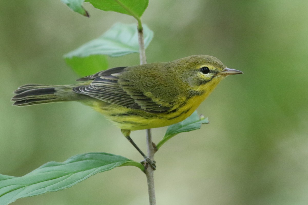 Prairie Warbler - ML623300414