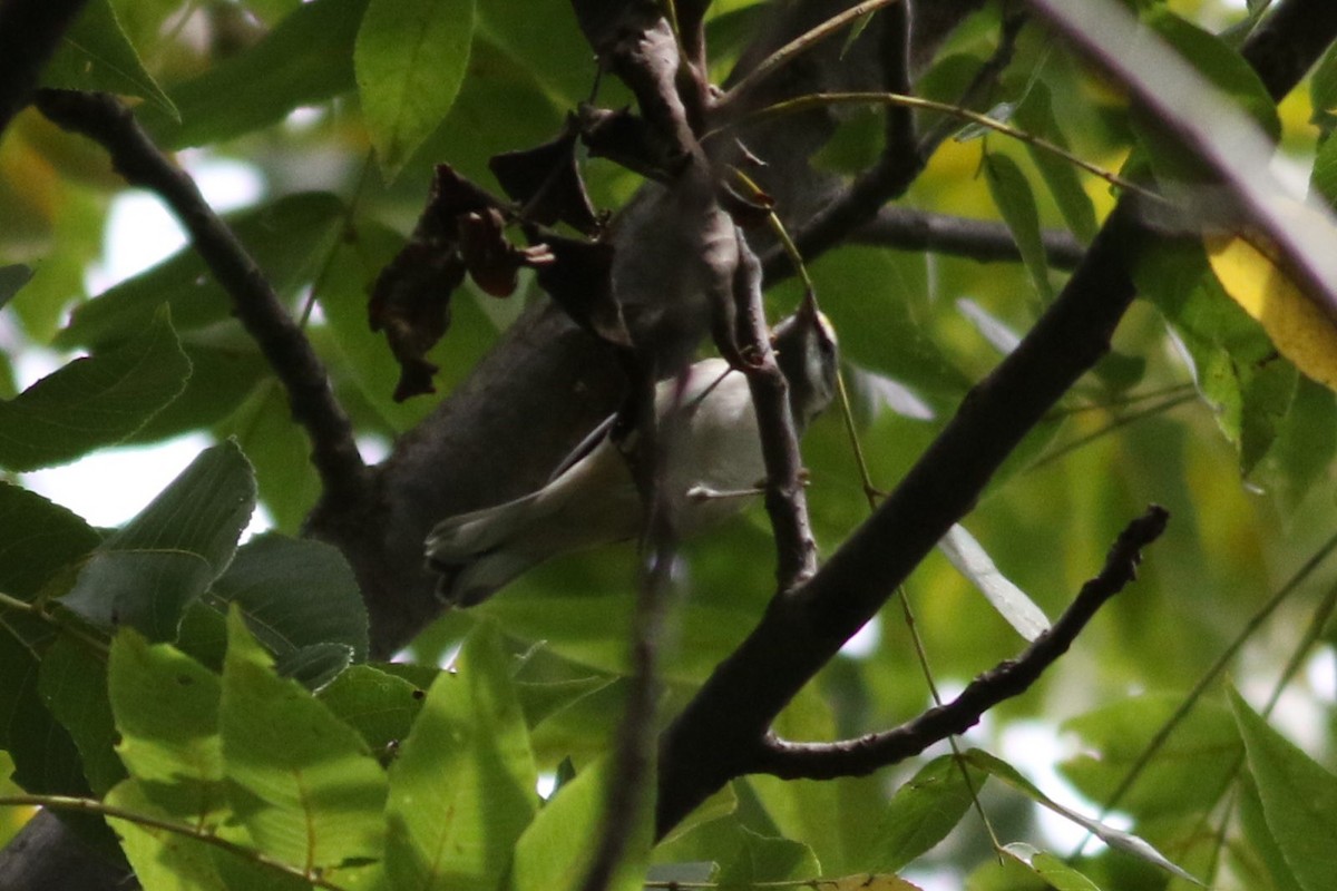 Golden-winged Warbler - ML623300419