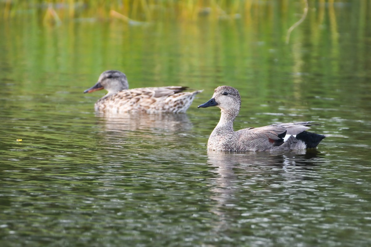 Gadwall - ML623300474