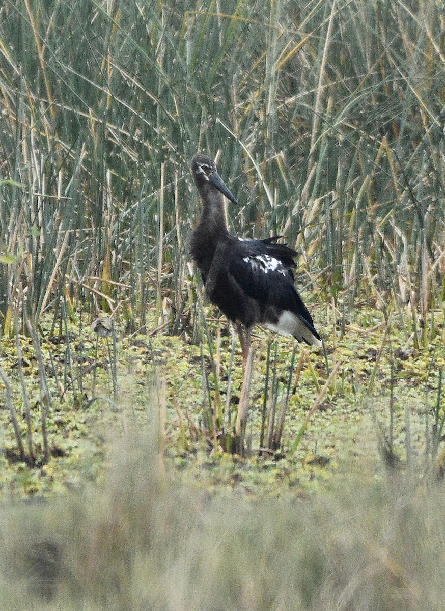 Jabiru - ML623300492