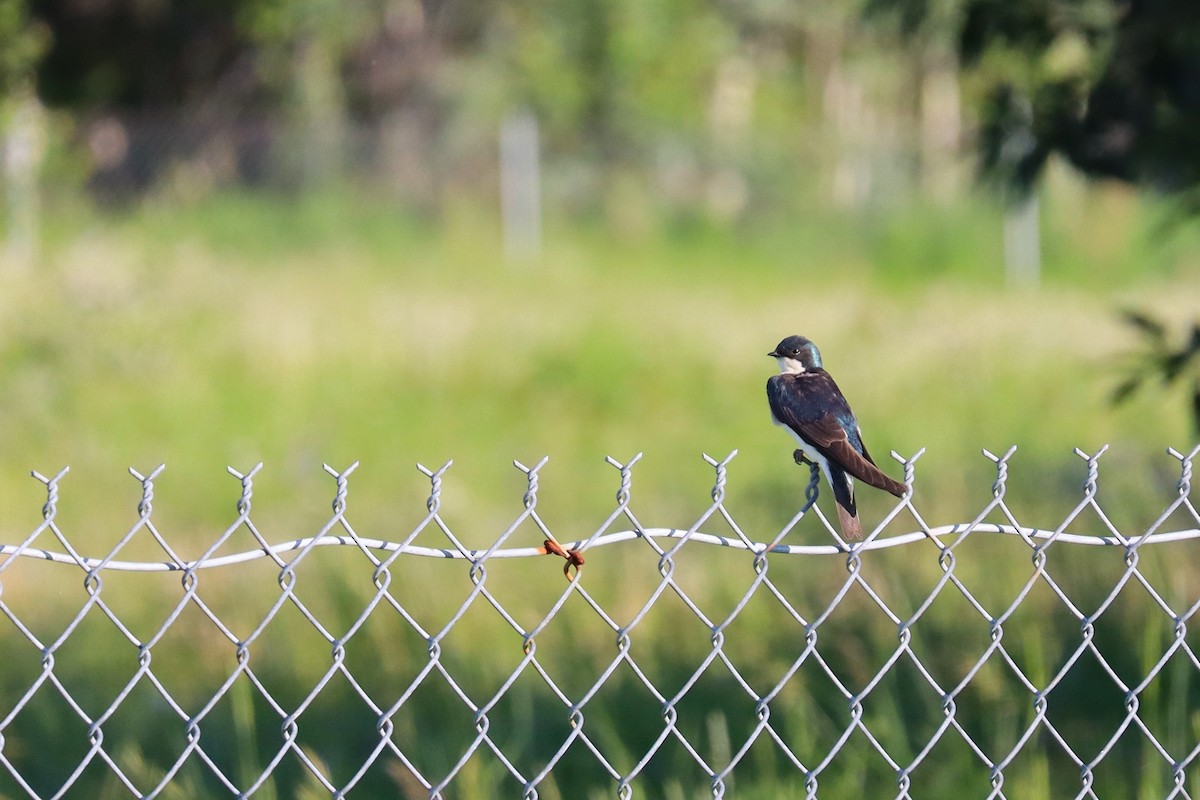 Tree Swallow - ML623300494