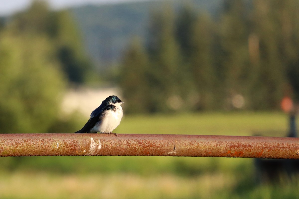 Tree Swallow - Owen Dreessen