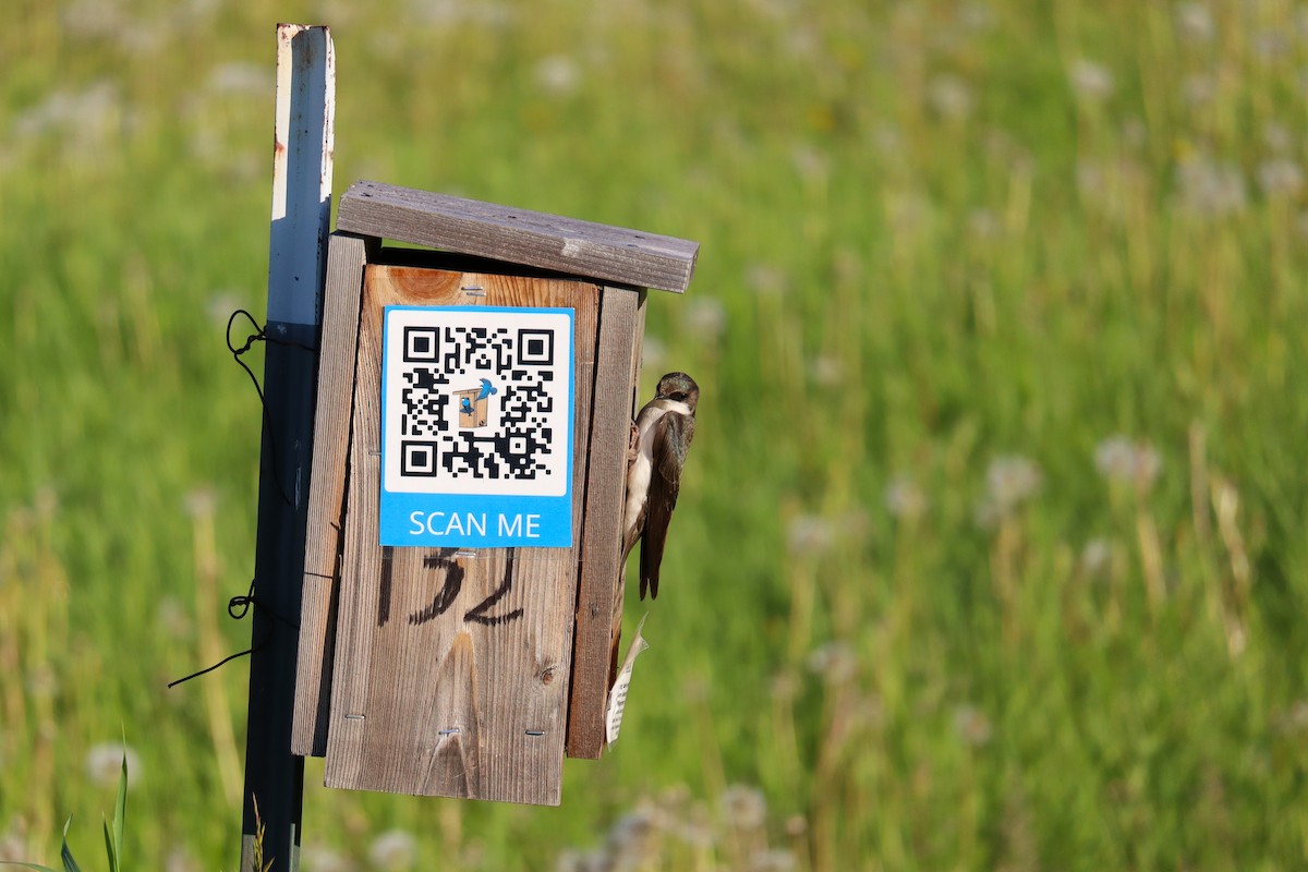 Tree Swallow - ML623300504