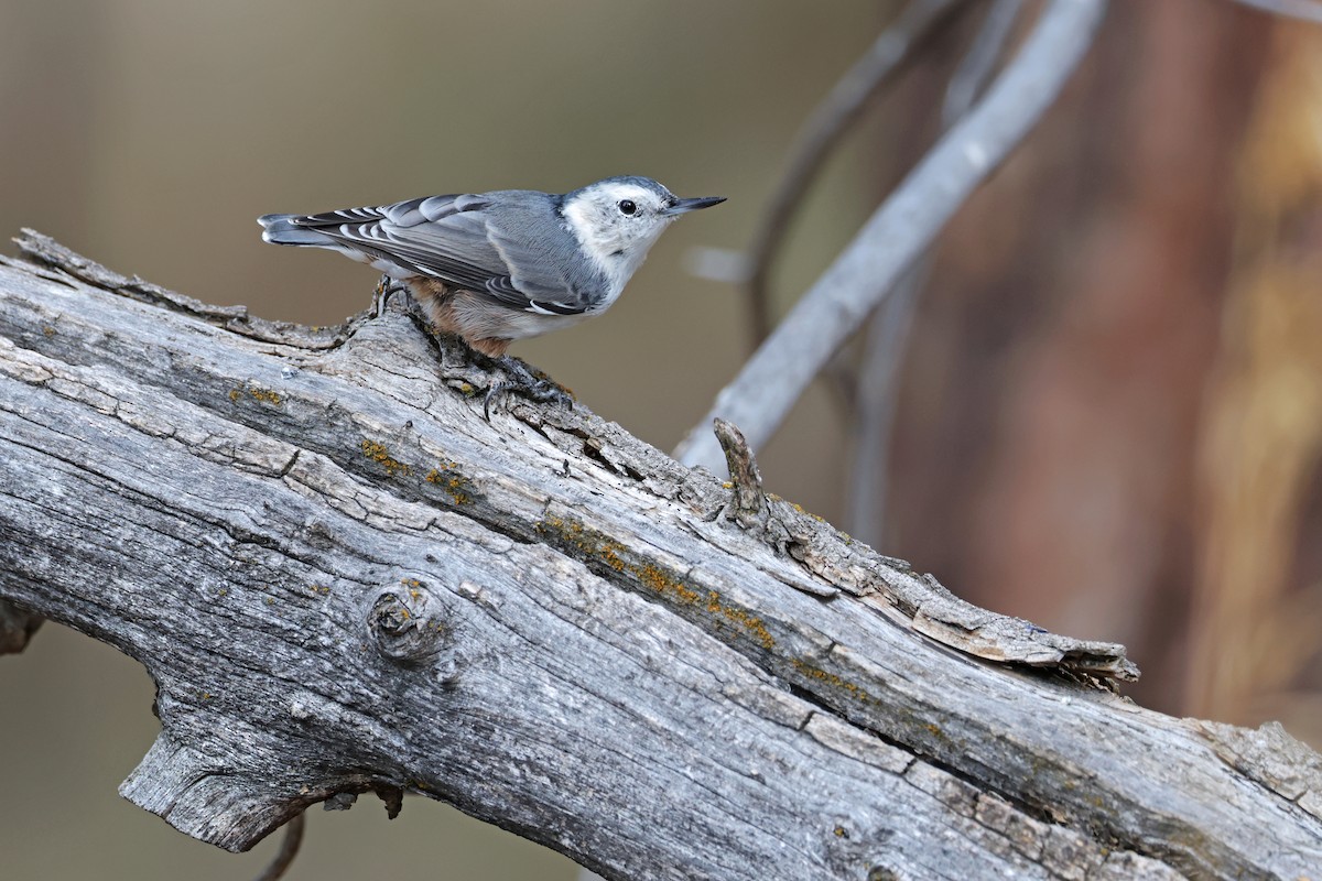 White-breasted Nuthatch - ML623300532