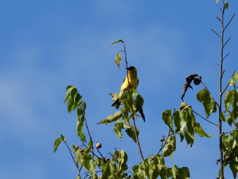 American Goldfinch - ML623300545