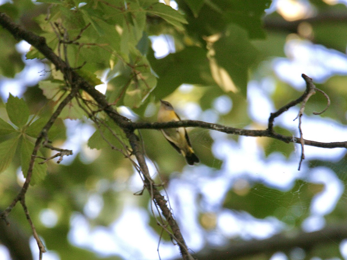 American Redstart - ML623300597