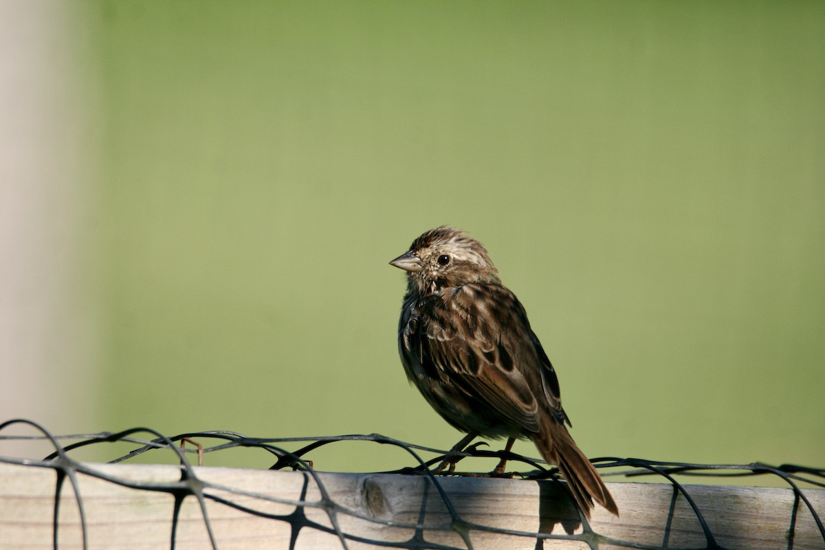 Song Sparrow - ML623300601