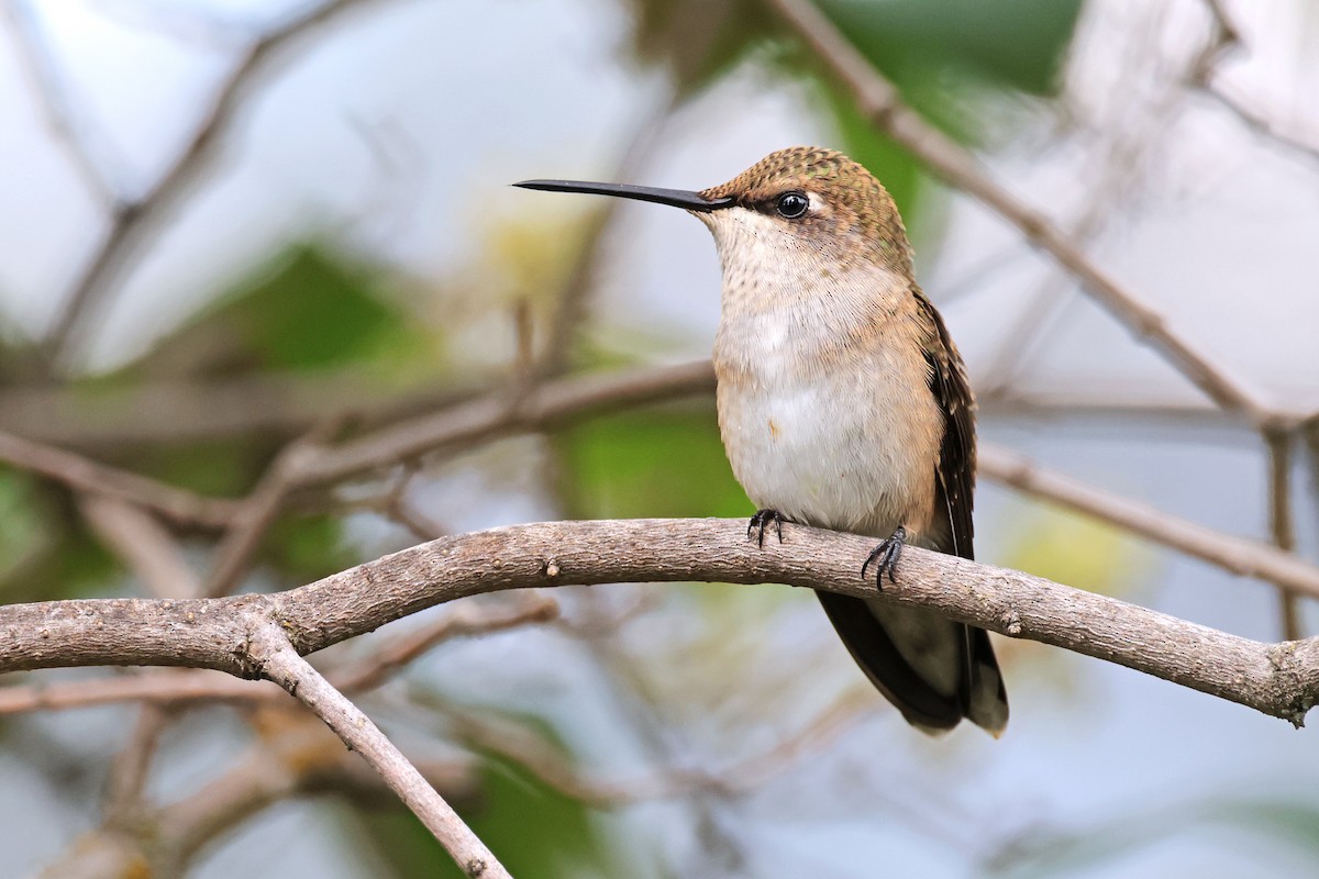 Black-chinned Hummingbird - ML623300602