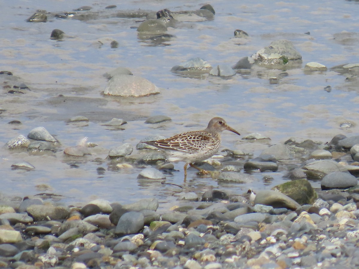 Beringstrandläufer - ML623300607