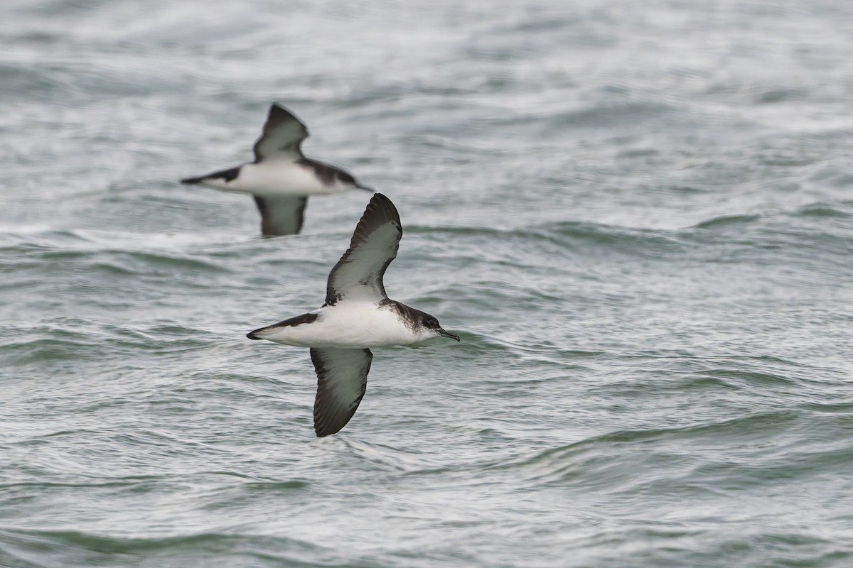 Manx Shearwater - ML623300650