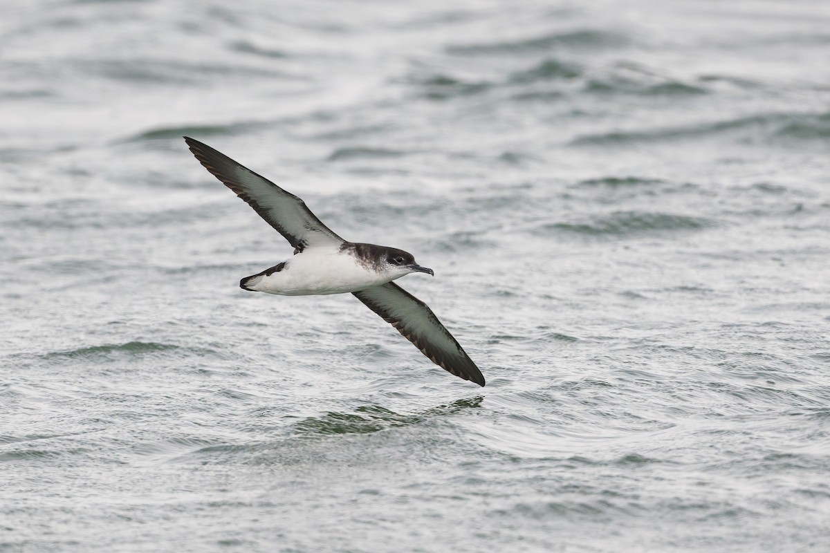 Manx Shearwater - ML623300651