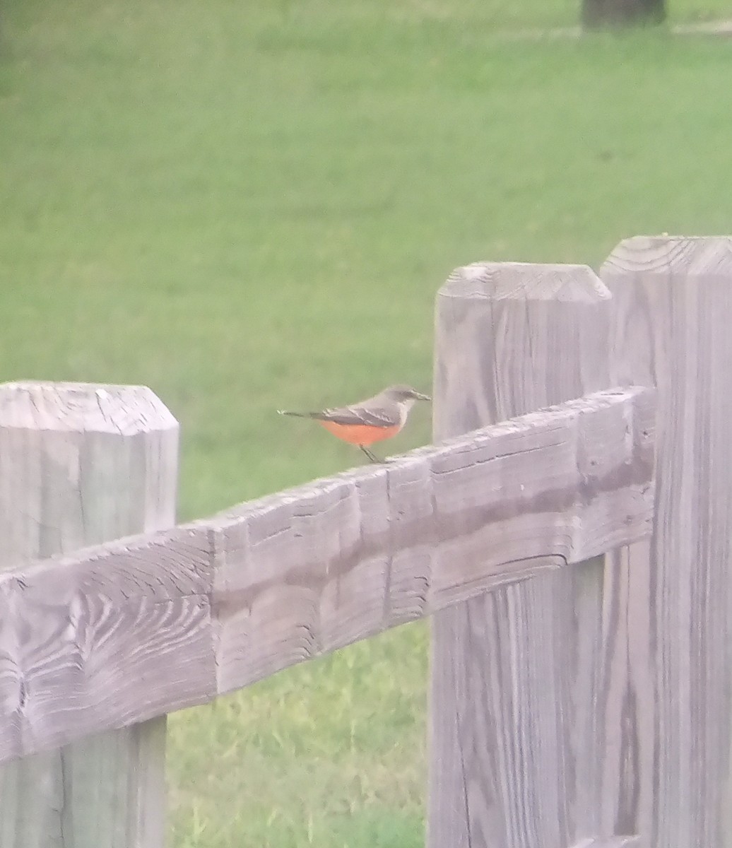 Vermilion Flycatcher - ML623300666