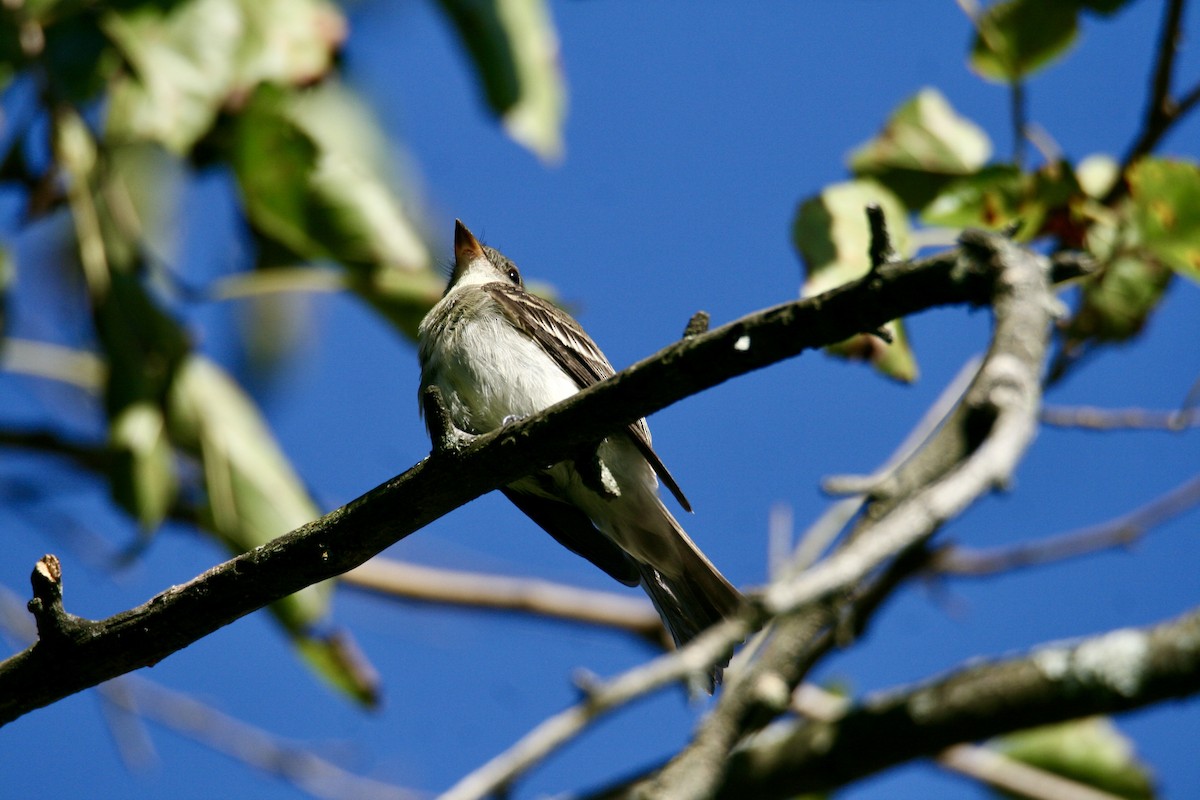 Eastern Wood-Pewee - ML623300672