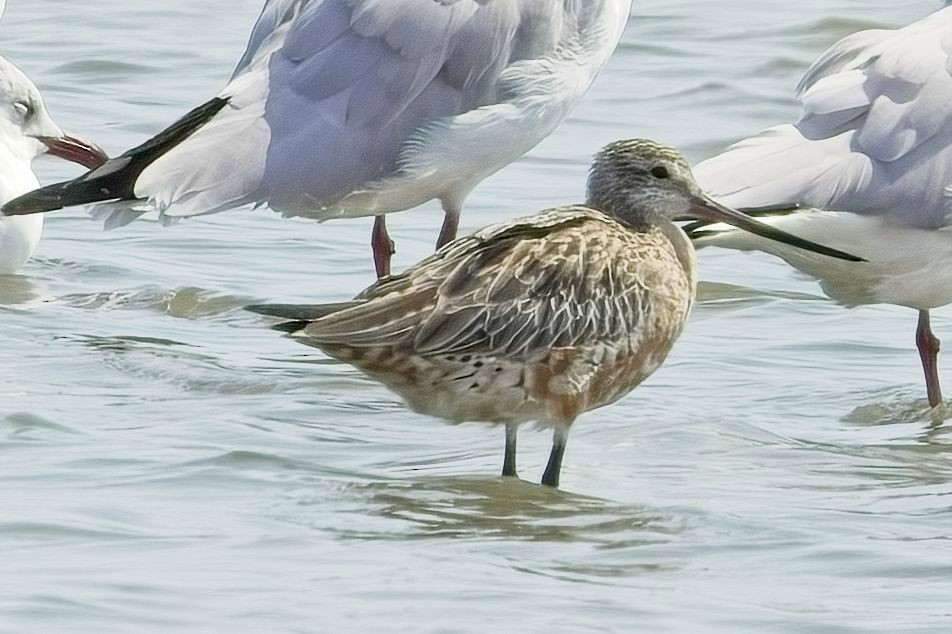 Bar-tailed Godwit - ML623300683