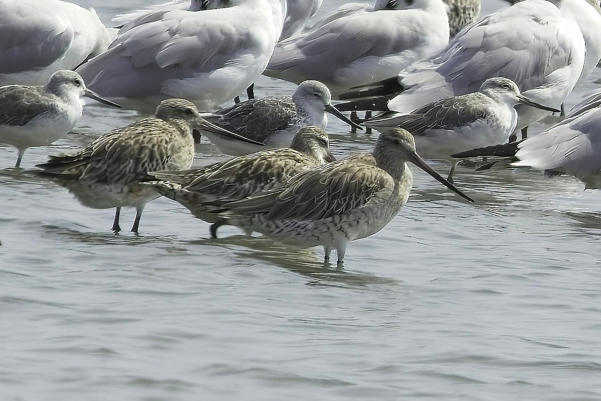 Bar-tailed Godwit - ML623300684