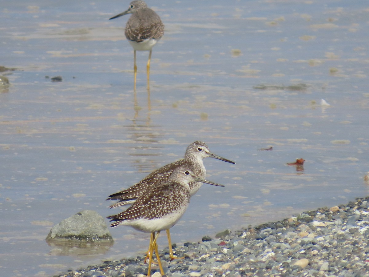 Greater Yellowlegs - ML623300686