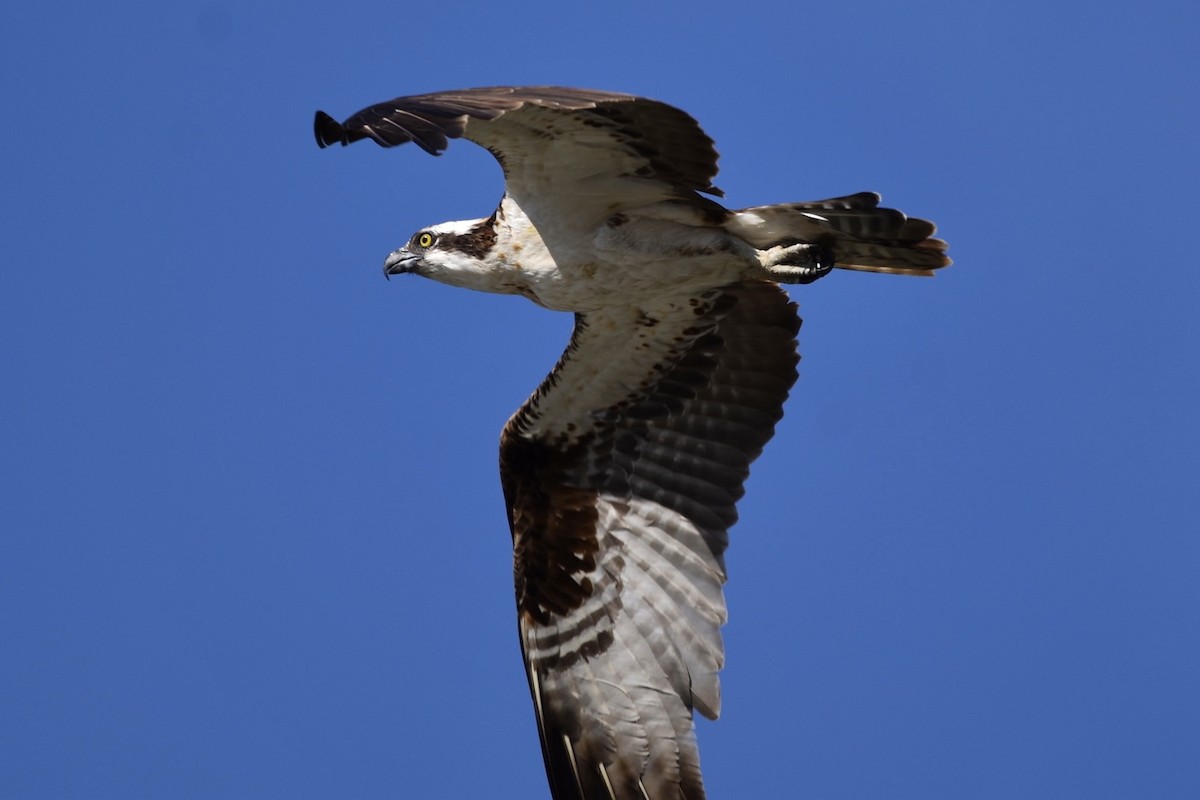 Osprey - Sophie Tecson