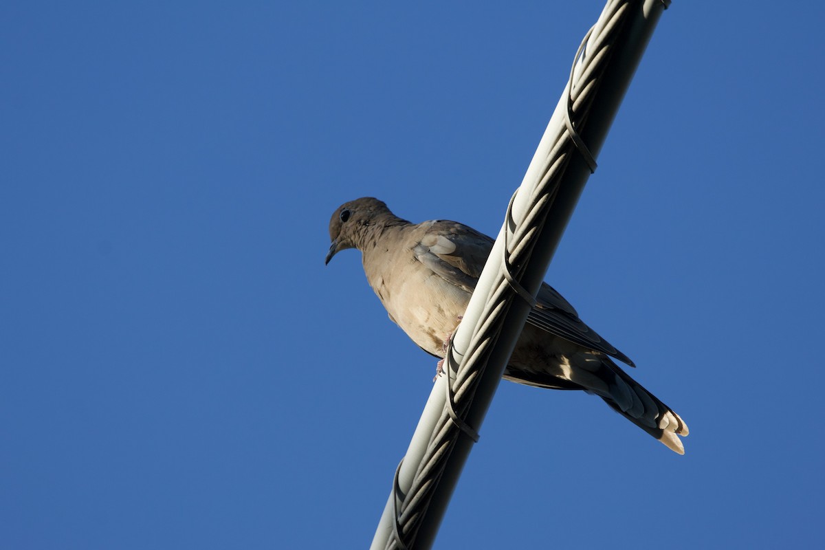 Mourning Dove - ML623300695