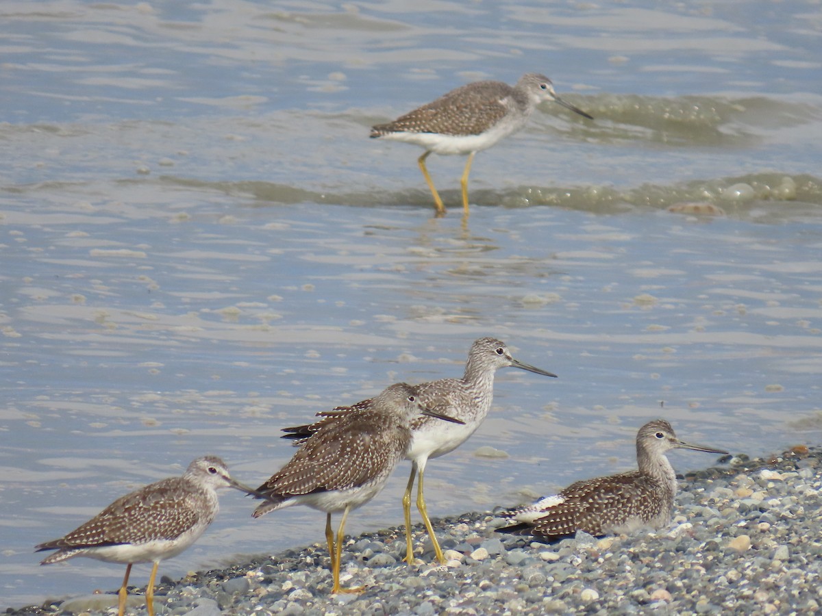 Greater Yellowlegs - ML623300701