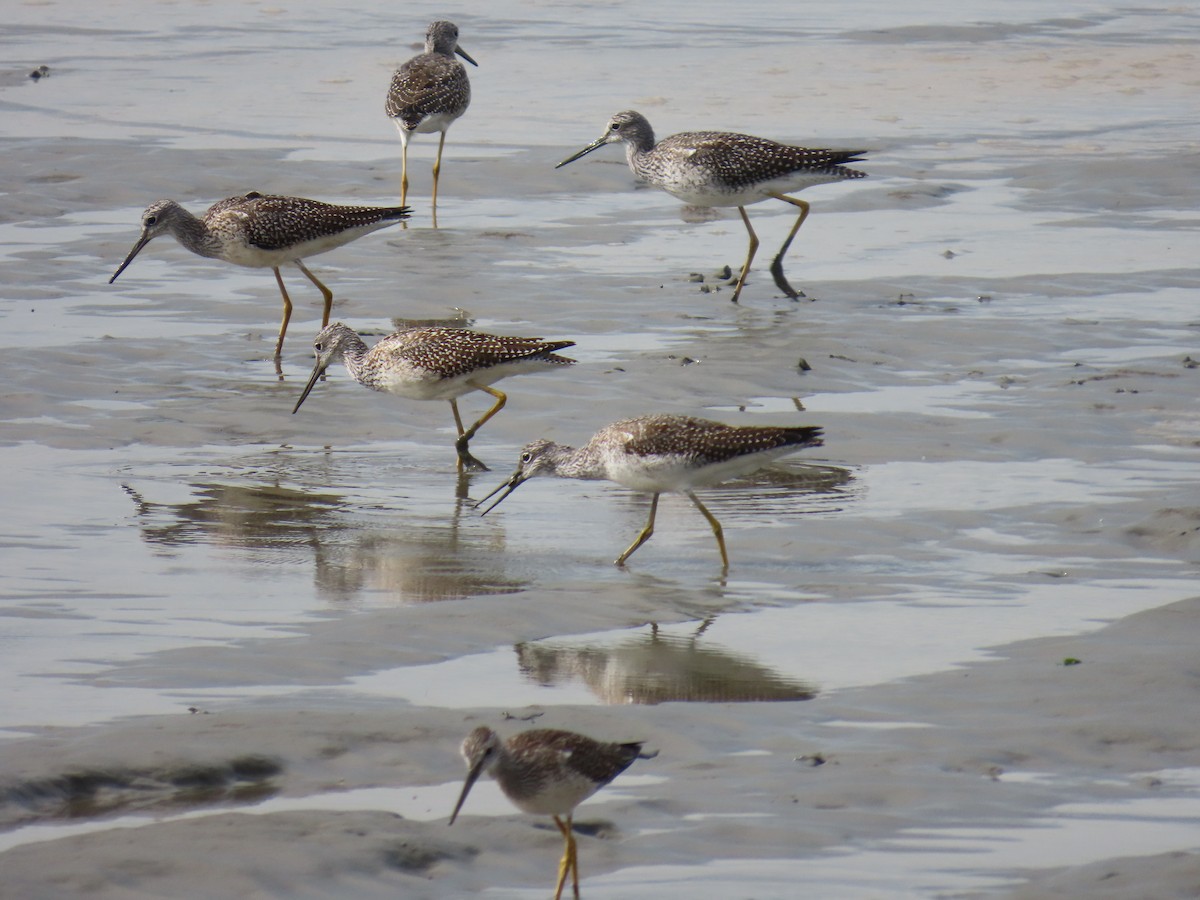 Greater Yellowlegs - ML623300715