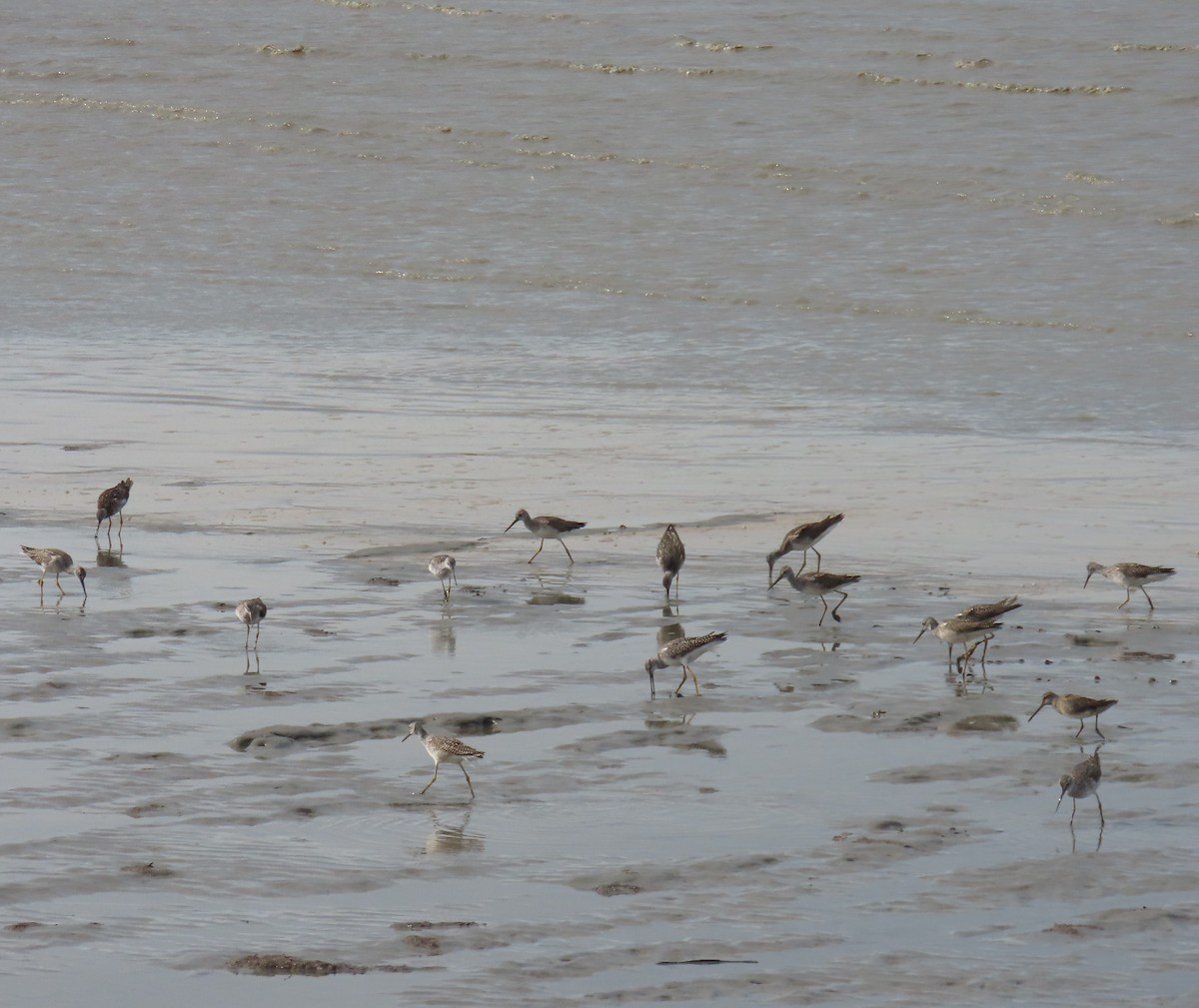 Greater Yellowlegs - ML623300727