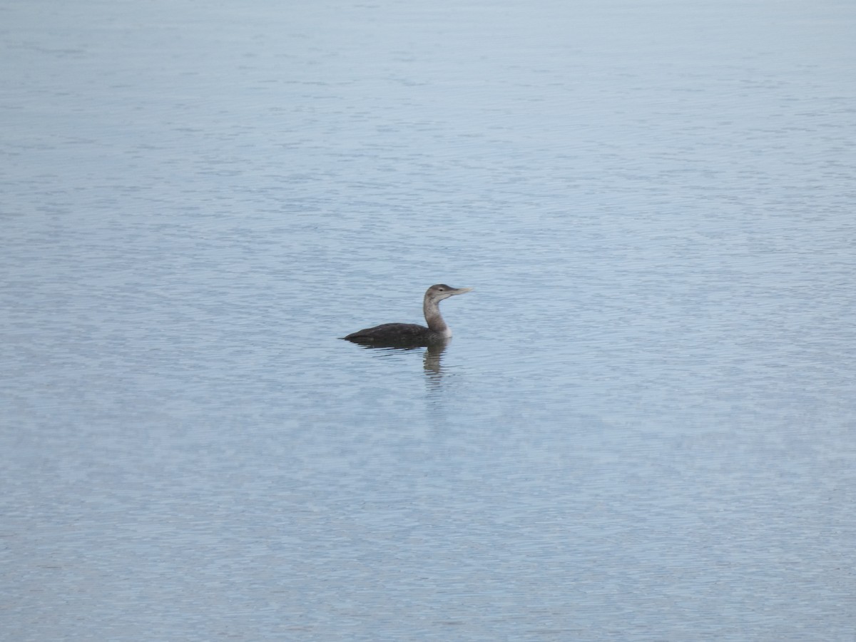 Yellow-billed Loon - ML623300764