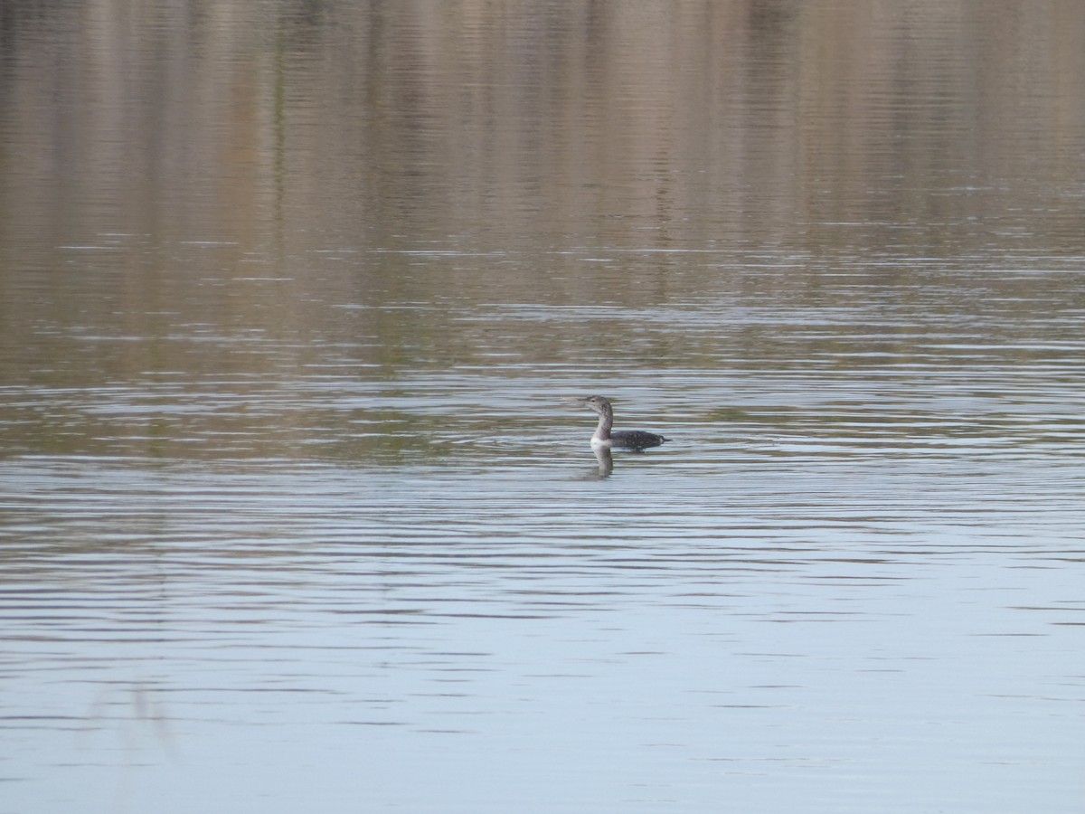 Yellow-billed Loon - ML623300765