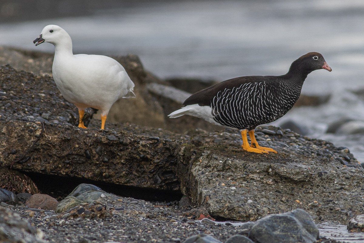 Kelp Goose - ML623300795