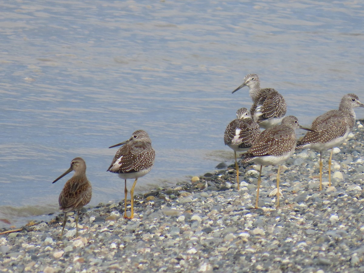 Greater Yellowlegs - ML623300802