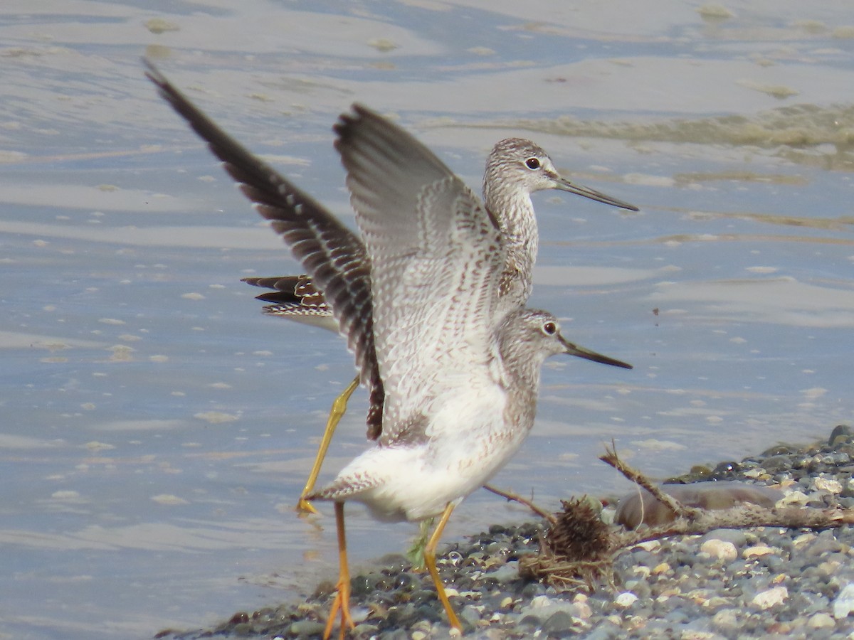 Greater Yellowlegs - ML623300812