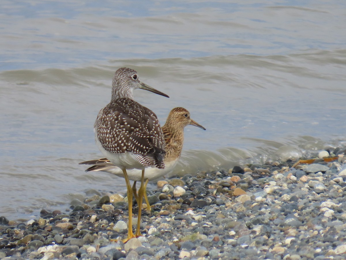 Greater Yellowlegs - ML623300830