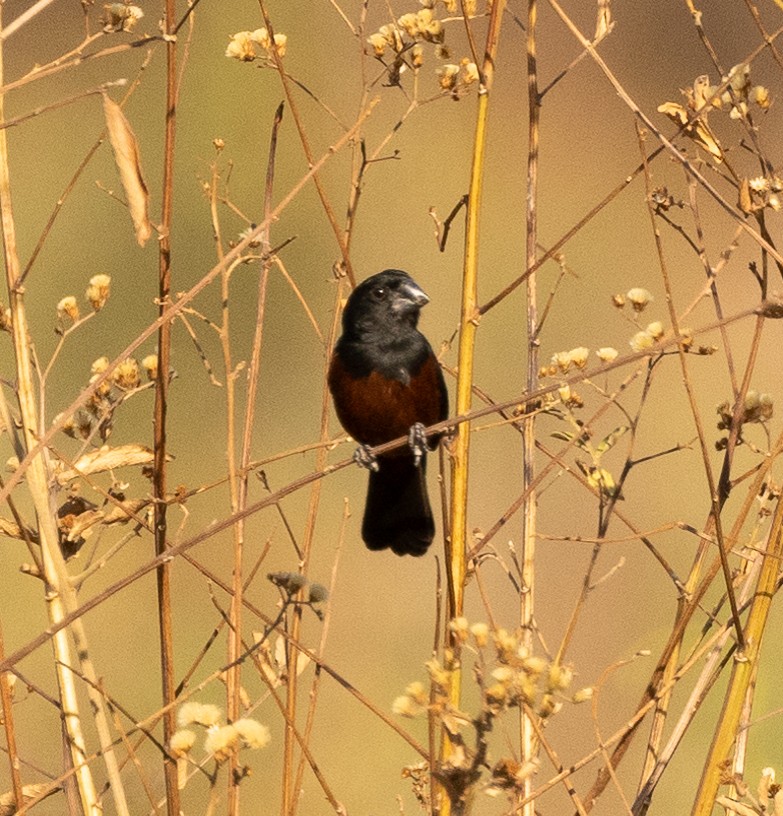 Chestnut-bellied Seed-Finch - ML623300848