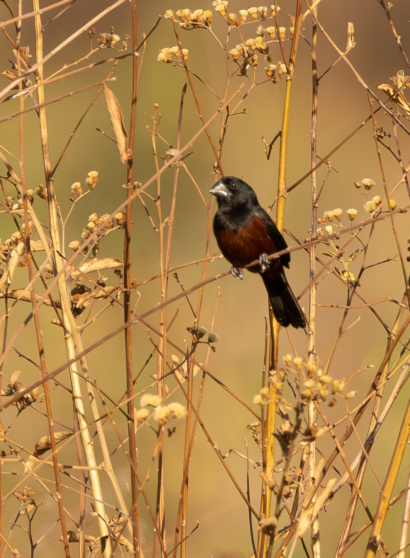 Chestnut-bellied Seed-Finch - ML623300849