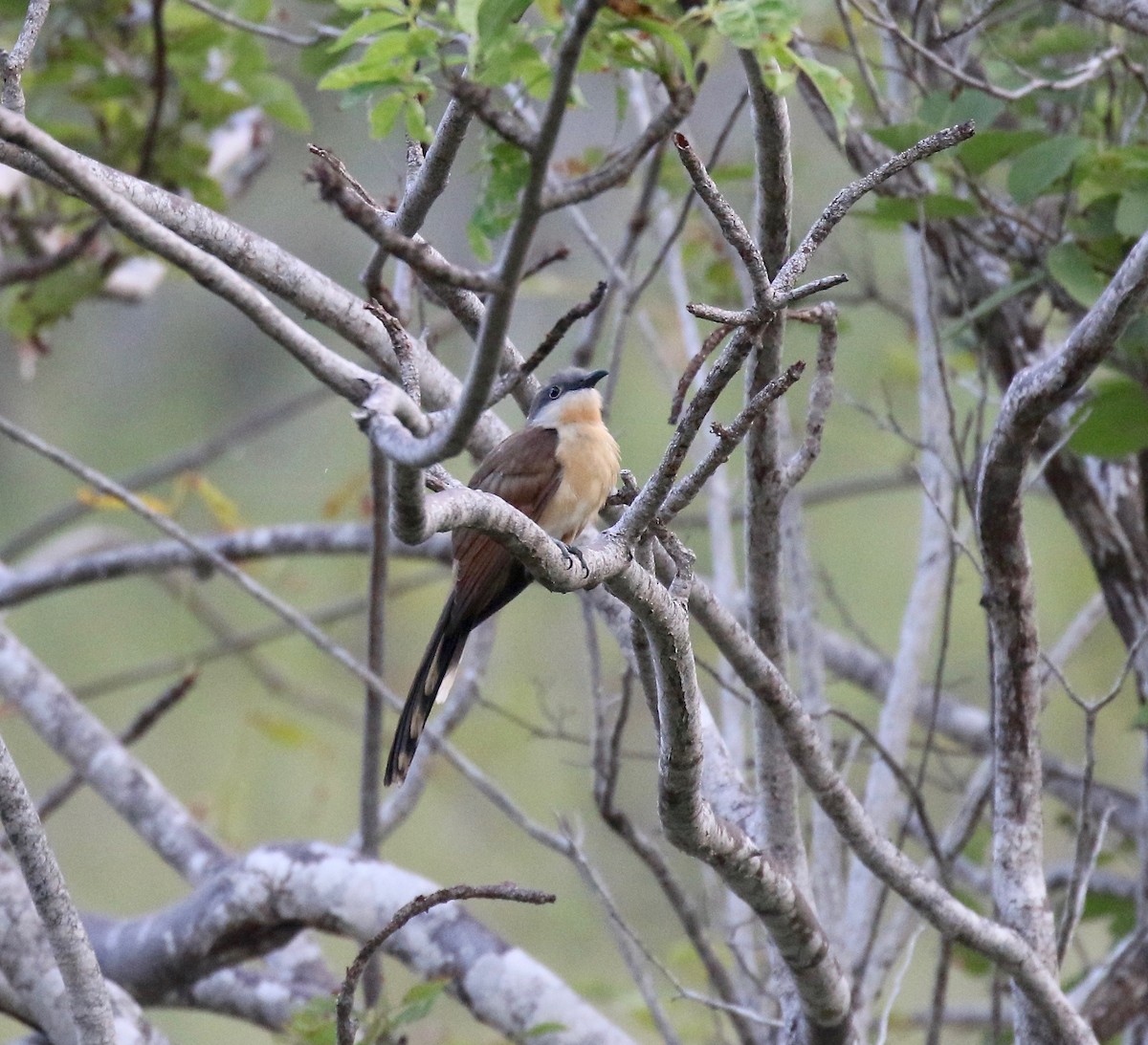 Dark-billed Cuckoo - Sandy Vorpahl