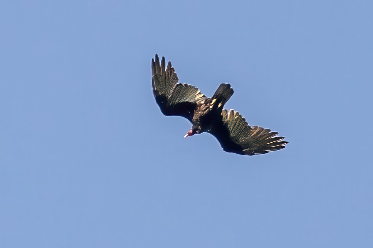 Turkey Vulture - ML623300913