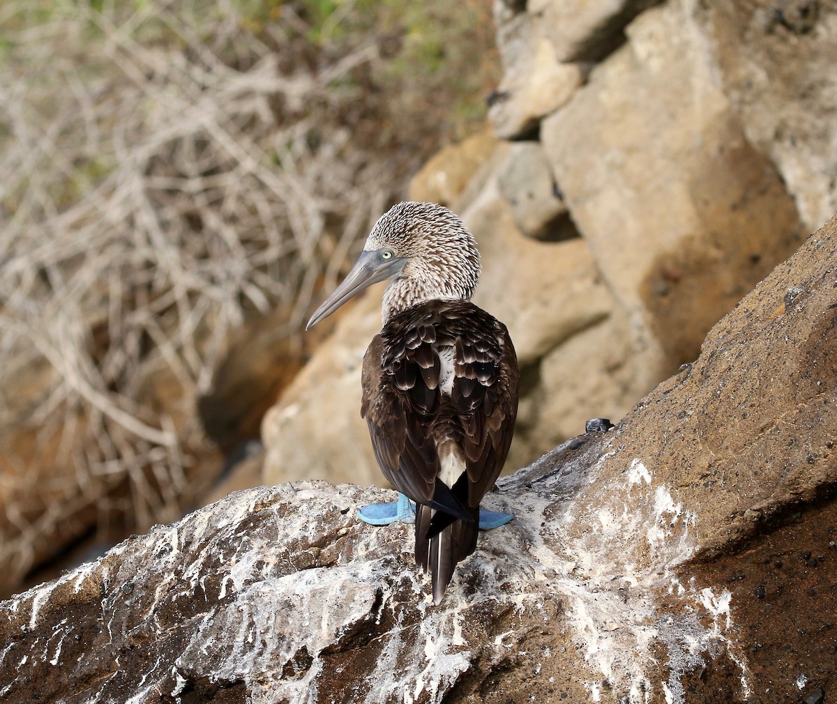 Blue-footed Booby - ML623300914