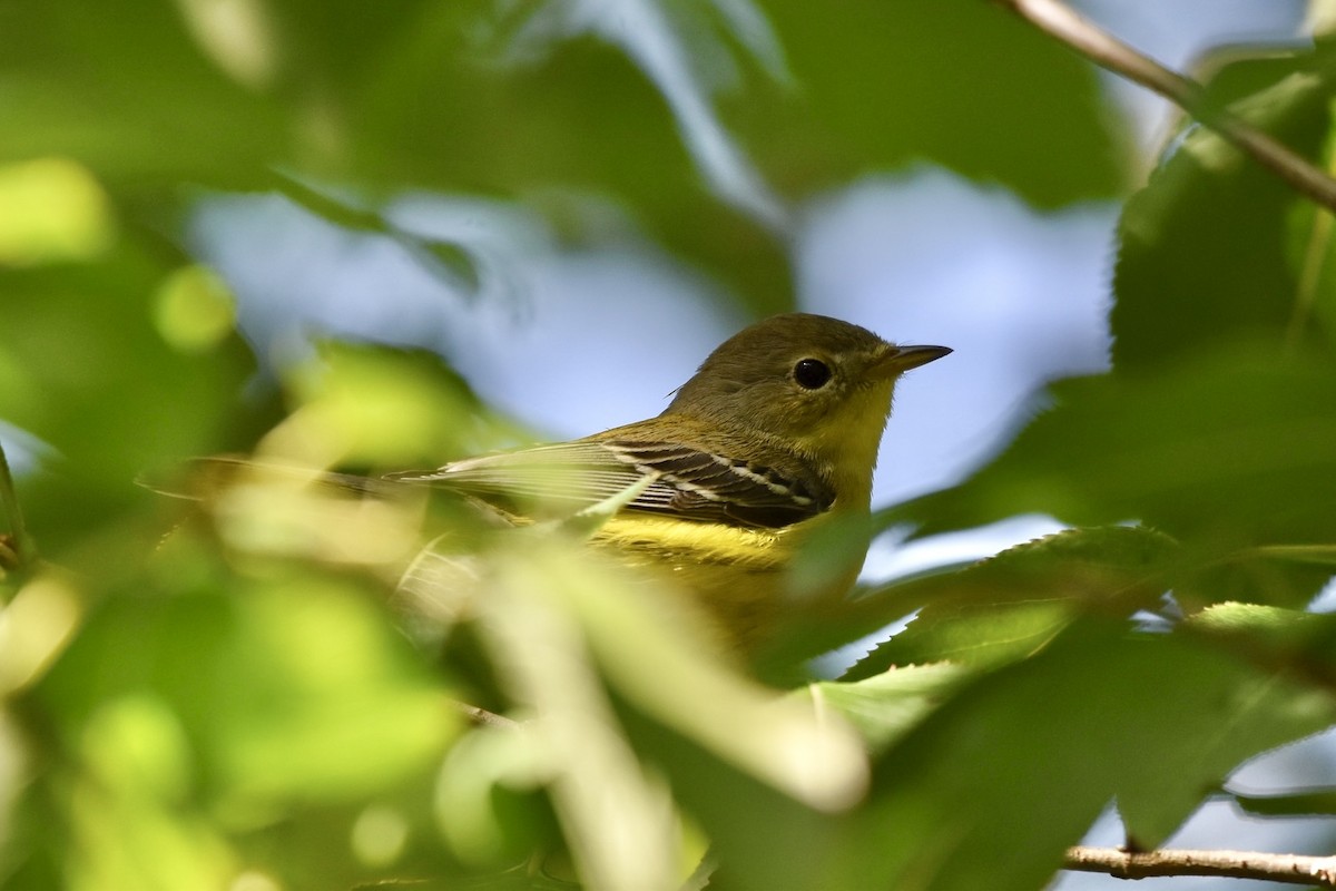 Magnolia Warbler - Sophie Tecson