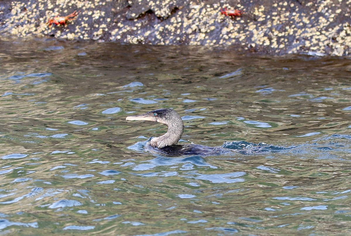 Flightless Cormorant - ML623300968