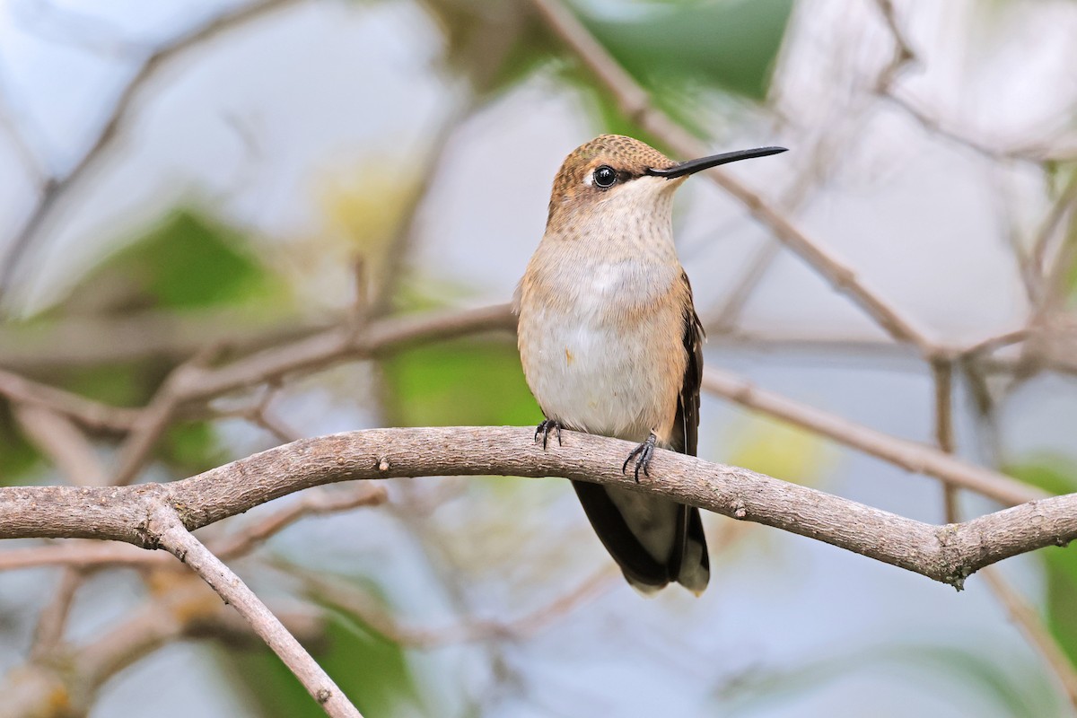 Black-chinned Hummingbird - ML623301011