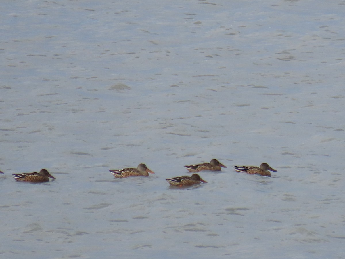 Northern Shoveler - ML623301055