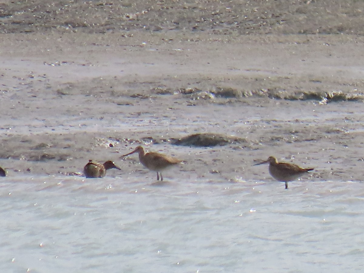 Hudsonian Godwit - Laura Burke