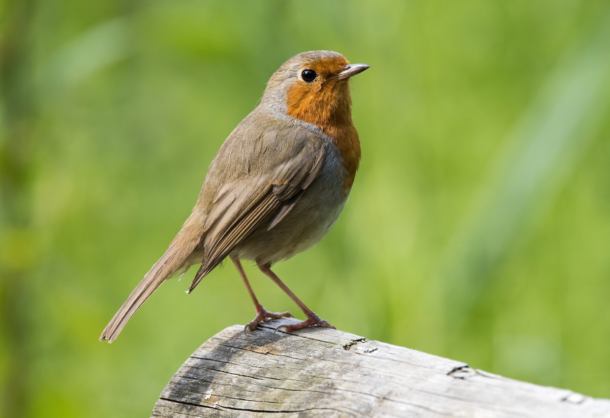 European Robin - Chris Barnes