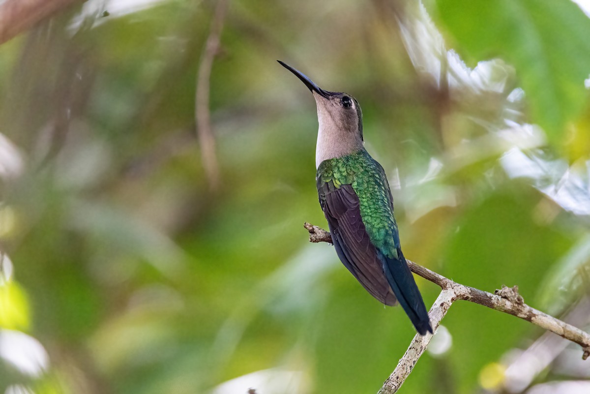 Wedge-tailed Sabrewing - ML623301099