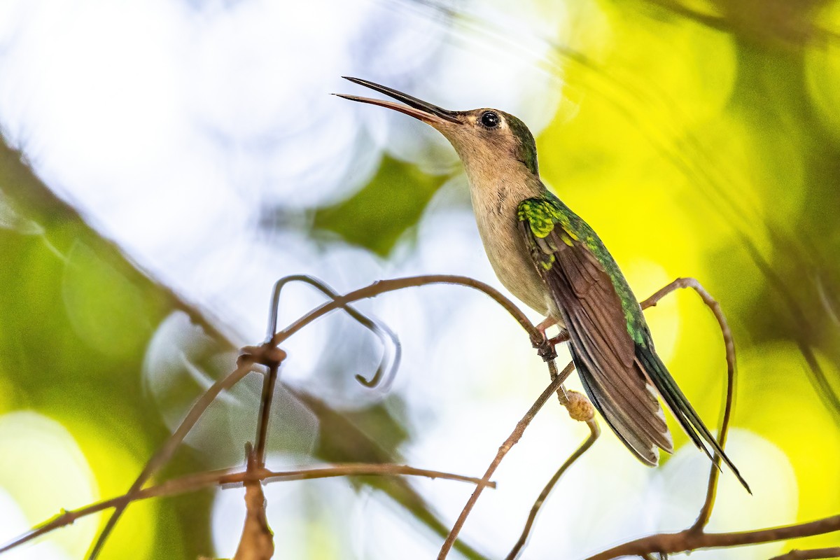 Wedge-tailed Sabrewing - ML623301103