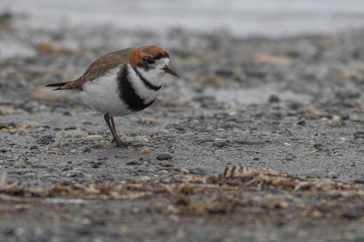 Two-banded Plover - ML623301104