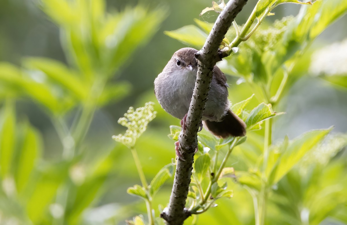 Cetti's Warbler - Chris Barnes