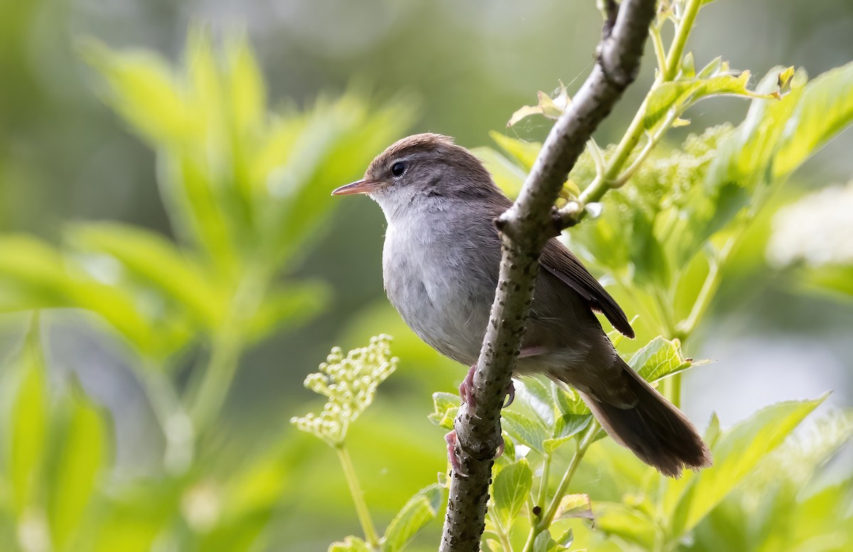 Cetti's Warbler - Chris Barnes